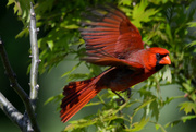 3rd May 2020 - Red in Flight