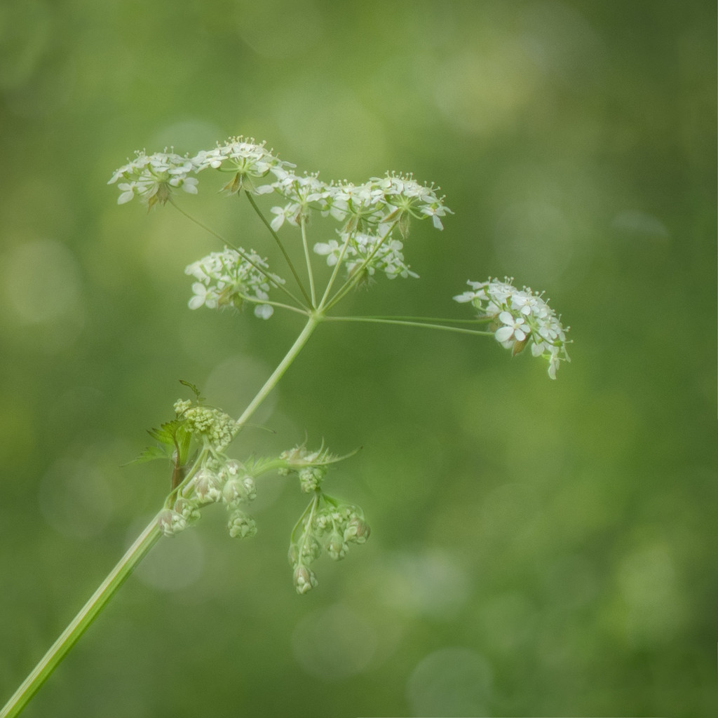 Cow parsley by inthecloud5