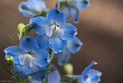 2nd May 2020 - Delphinium