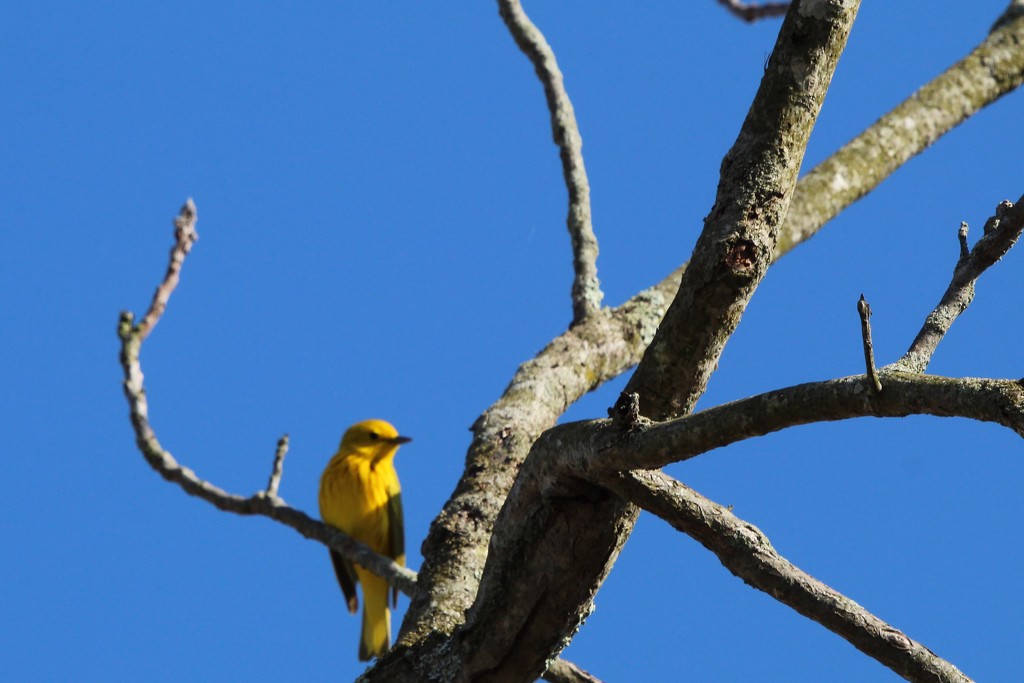 Yellow Warbler by pfaith7