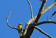 3rd May 2020 - Yellow Warbler