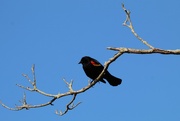 2nd May 2020 - Red winged blackbird