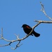 Red winged blackbird by pfaith7