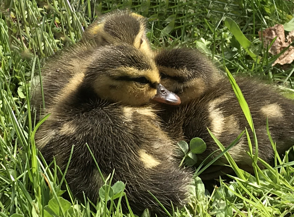 Cute Baby Ducks by pdulis