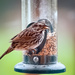Song Sparrow by nicoleweg