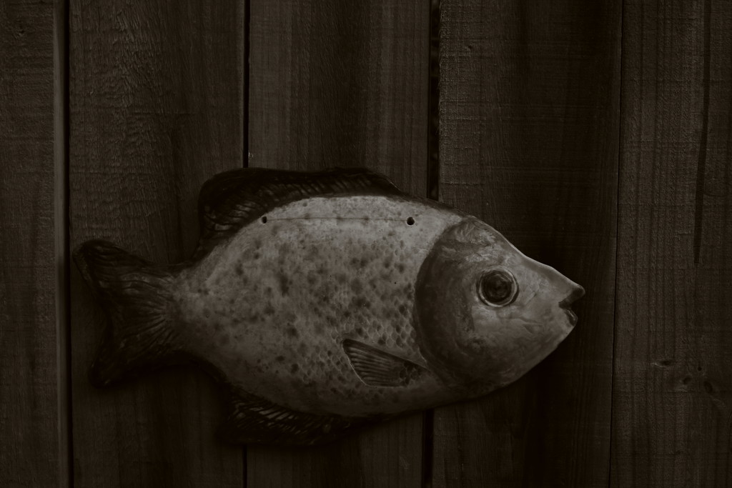 Artsy black and white fish by suez1e