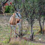 4th May 2020 - gif of a Springbuck