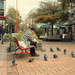 Pigeons Practise Social Distancing by helenw2