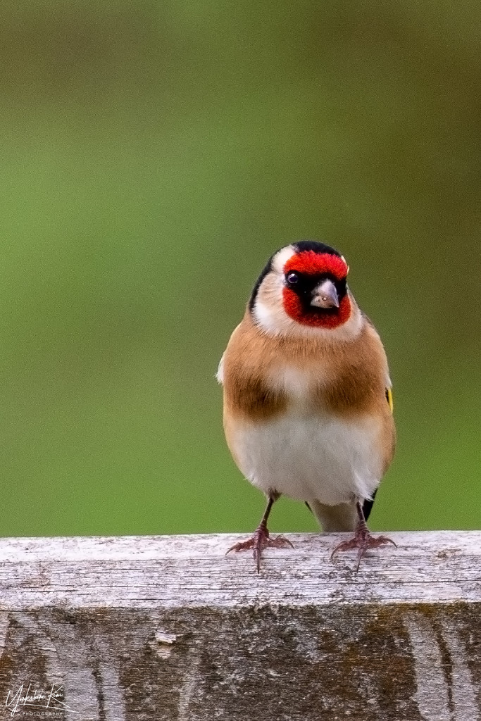 Goldfinch by yorkshirekiwi