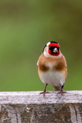 4th May 2020 - Goldfinch