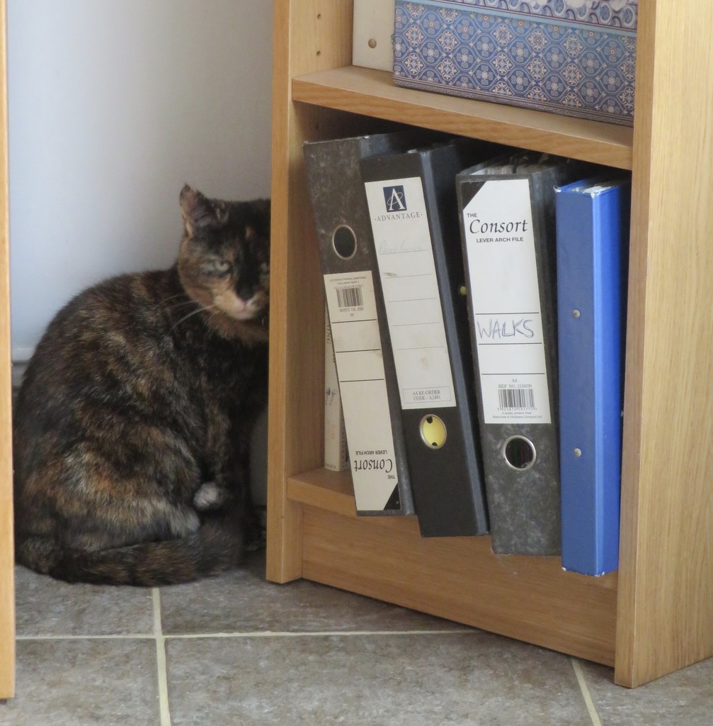 Mouse behind the bookcase  by lellie
