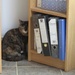 Mouse behind the bookcase  by lellie