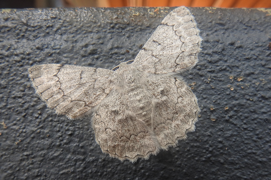 White moth by jeneurell