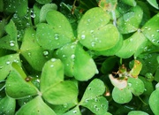 2nd Apr 2019 - Raindrops on Clover 
