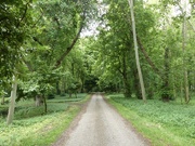 4th May 2020 - Path through the Wood at Landwade.