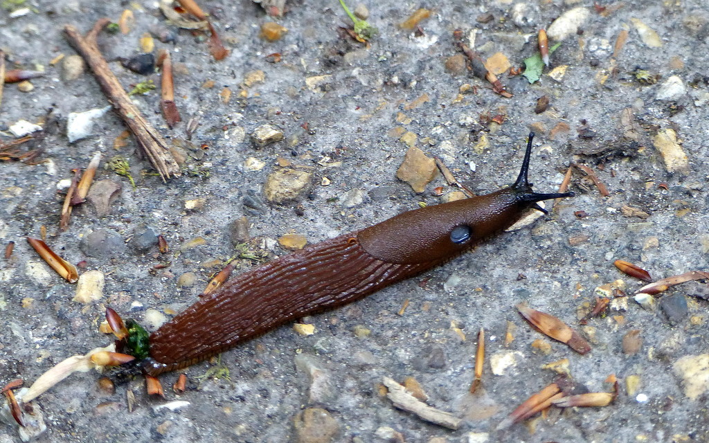 Slug by g3xbm