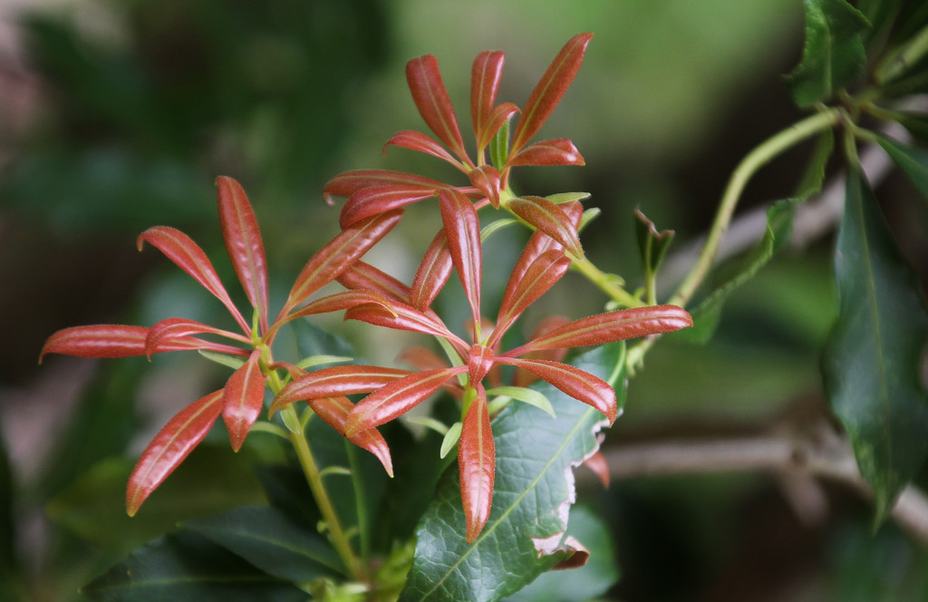 Young pieris leaves by mittens