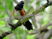 4th May 2020 - Spotted Towhee