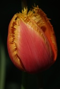 4th May 2020 - Tulip
