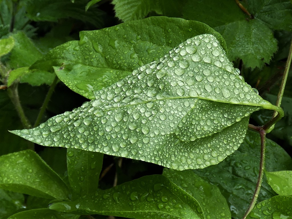 Raindrops on a leaf by julienne1