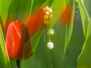 4th May 2020 - Lilies of the Valley and Tulips