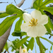 Mayapple flower by francoise
