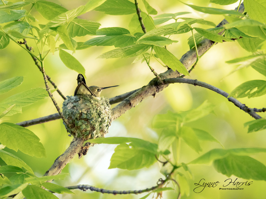 Hummingbird Nest by lynne5477