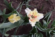 2nd May 2020 - Frilly tulips 