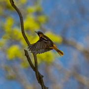 4th May 2020 - Mrs. Baltimore Oriole