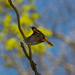 Mrs. Baltimore Oriole by berelaxed