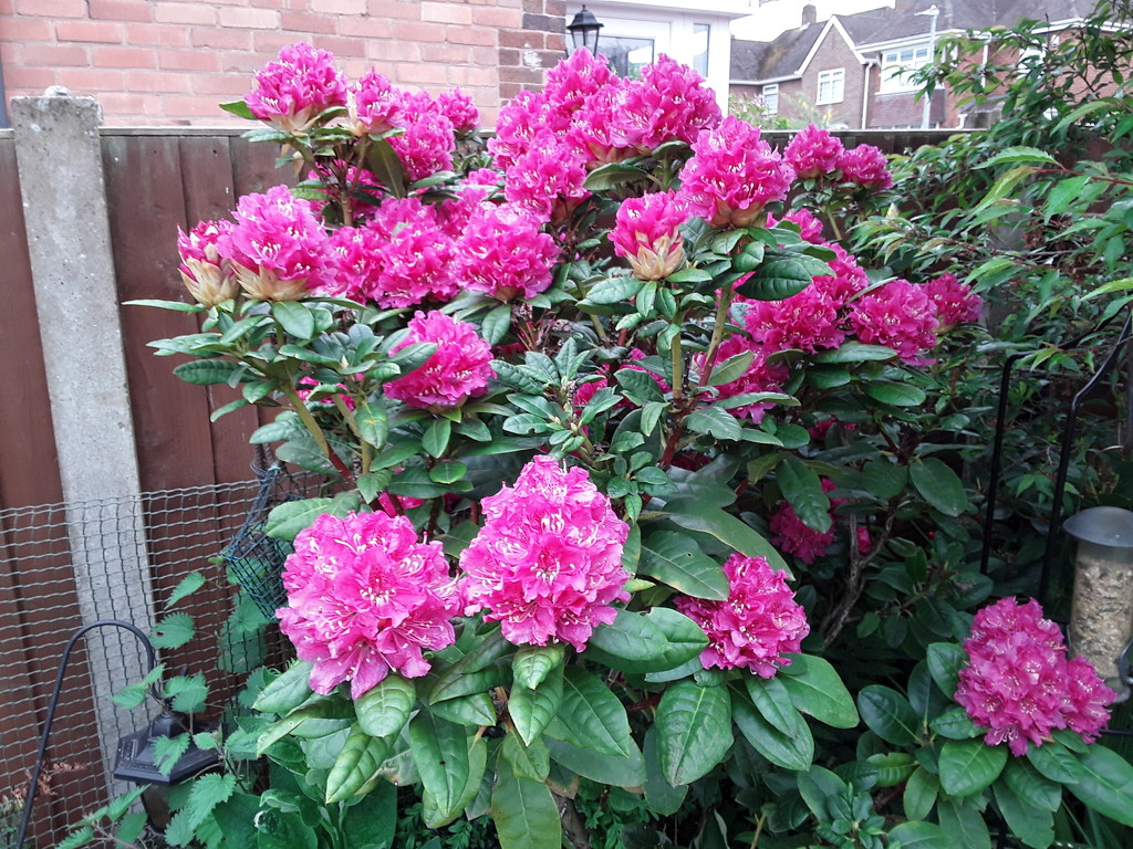 Rhododendron  by beryl