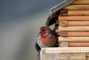 4th May 2020 - Male House Finch