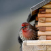 Male House Finch by bjywamer