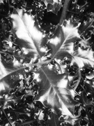 4th May 2020 - Holly leaves ~ b&w