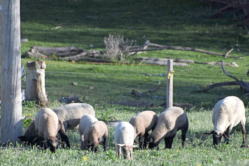 Sheep Grazing by bjywamer