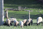 4th May 2020 - Sheep Grazing