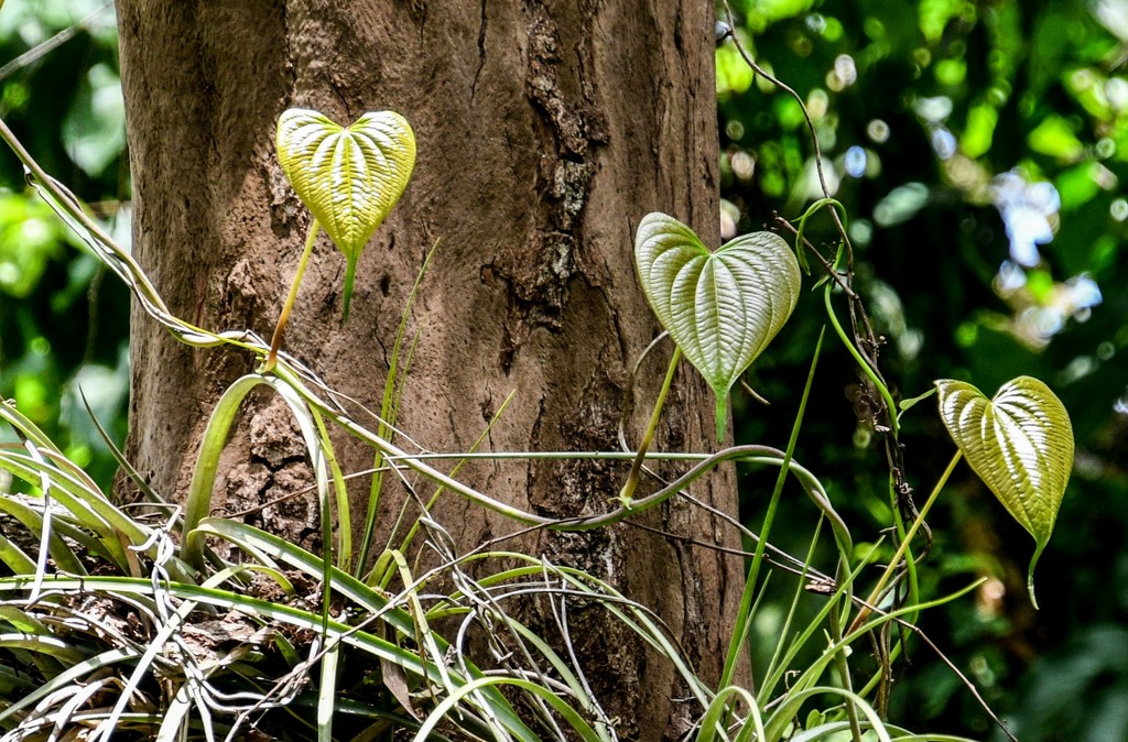 Hearts in the forest by danette