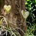 Hearts in the forest by danette
