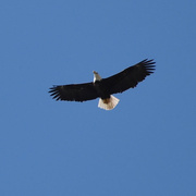 4th May 2020 - Eagle Overhead