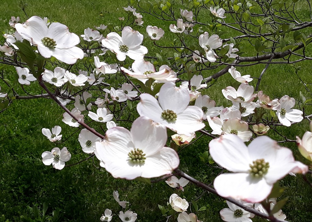 Dogwood Blossoms by julie