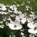 Dogwood Blossoms by julie