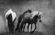 4th May 2020 - Assateague Horses B and W