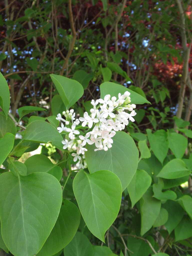 white lilac by anniesue