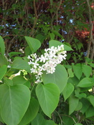 4th May 2020 - white lilac