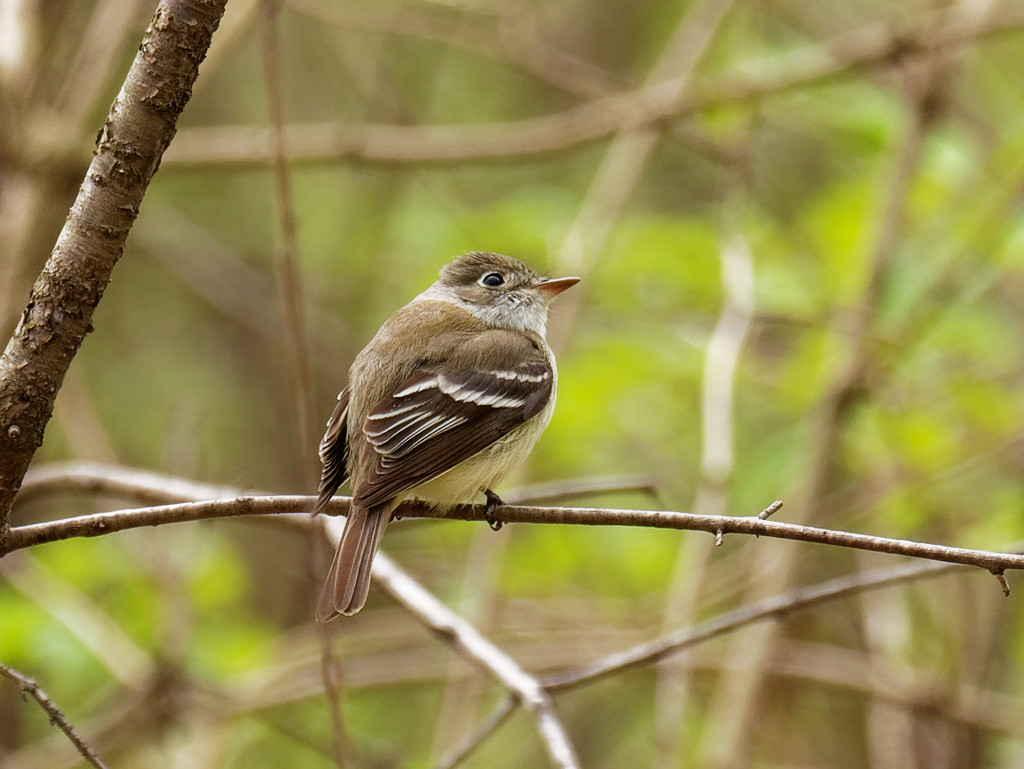 Least flycatcher by rminer