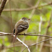 Least flycatcher by rminer