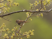 4th May 2020 - song sparrow