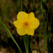 4th May 2020 - daffodil