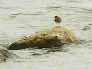 4th May 2020 - spotted sandpiper 