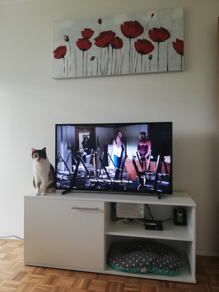 Watching tv or a cat?  by nami